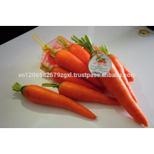 fresh carrot vietnam new crop 2016-2017